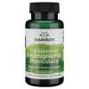 SWANSON Full Spectrum Andrographis Paniculata (podpora imunity) 60 kapsúl